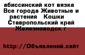 абиссинский кот вязка - Все города Животные и растения » Кошки   . Ставропольский край,Железноводск г.